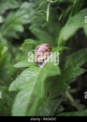 Lumaca strisciare su di un verde di foglie di carciofo Foto Stock