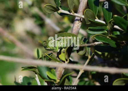 Un bambino bambino mediterraneo (Camaleonte Chamaeleo chamaeleon) a muovere lentamente su un albero di olivo ramoscello di diramazione, Olea Europaea mimetizzata verde in Malta Foto Stock