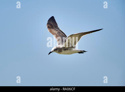 Ridendo Gabbiano (Larus atricilla) in volo non-allevamento piumaggio, Ajijic, Jalisco, Messico Foto Stock