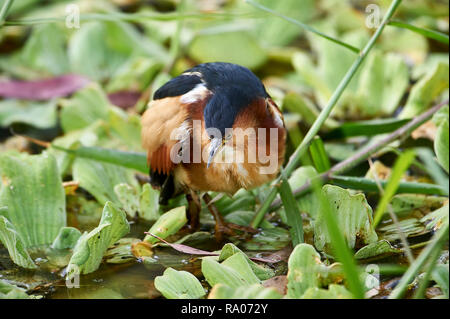 I capretti Green Heron (Butorides virescens) caccia lungo il bordo del lago Chapala, Jocotopec, Jalisco, Messico Foto Stock