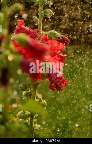 Holly garretti in giardino Foto Stock