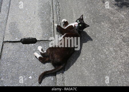 Gatto nero in giappone street Foto Stock