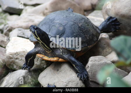 Una piccola tartaruga (Testudinidae) Foto Stock