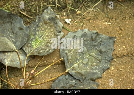 Gocce di pioggia su un cluster di caduto foglie di pioppo Foto Stock