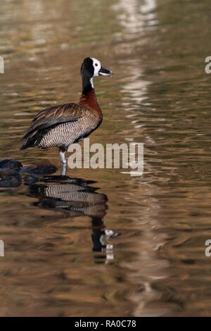 Bianco di fronte un sibilo anatra si fermò a fianco di un lago Foto Stock