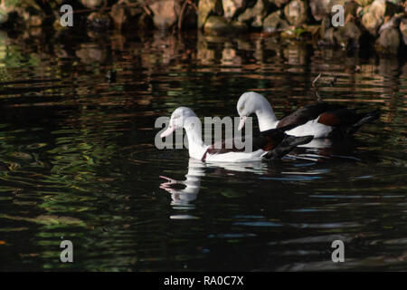 Coppia di Radjah Shelducks Foto Stock