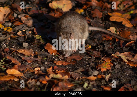 Wild marrone di scavenging del ratto tra i caduti Foglie di autunno sul pavimento del bosco Foto Stock