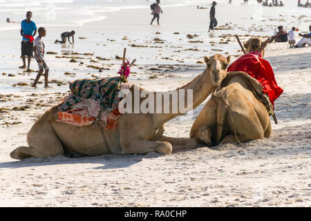 Due cammelli in appoggio sulla tropicale di sabbia bianca spiaggia di Diani, Kenya Foto Stock