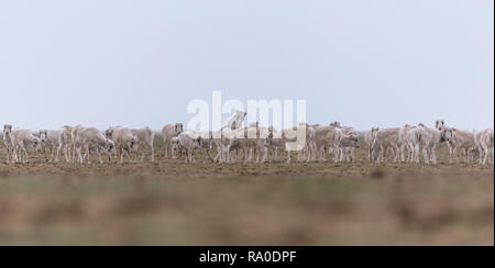 Allevamento di animali femmine durante il periodo di rut. Saiga tatarica è elencato nel libro Rosso, Chyornye Zemli (terre nere) Riserva Naturale, Kalmykia regione, la Russia. Foto Stock