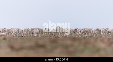 Allevamento di animali femmine durante il periodo di rut. Saiga tatarica è elencato nel libro Rosso, Chyornye Zemli (terre nere) Riserva Naturale, Kalmykia regione, la Russia. Foto Stock