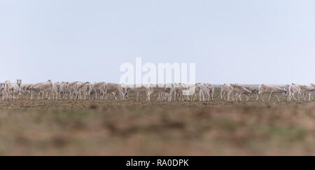 Allevamento di animali femmine durante il periodo di rut. Saiga tatarica è elencato nel libro Rosso, Chyornye Zemli (terre nere) Riserva Naturale, Kalmykia regione, la Russia. Foto Stock