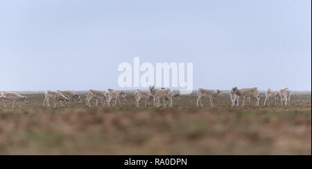 Allevamento di animali femmine durante il periodo di rut. Saiga tatarica è elencato nel libro Rosso, Chyornye Zemli (terre nere) Riserva Naturale, Kalmykia regione, la Russia. Foto Stock