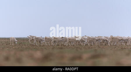 Allevamento di animali femmine durante il periodo di rut. Saiga tatarica è elencato nel libro Rosso, Chyornye Zemli (terre nere) Riserva Naturale, Kalmykia regione, la Russia. Foto Stock