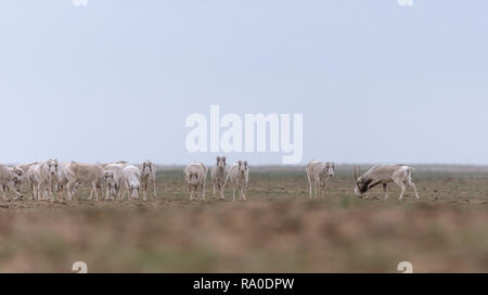 Allevamento di animali femmine durante il periodo di rut. Saiga tatarica è elencato nel libro Rosso, Chyornye Zemli (terre nere) Riserva Naturale, Kalmykia regione, la Russia. Foto Stock