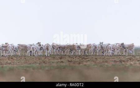 Allevamento di animali femmine durante il periodo di rut. Saiga tatarica è elencato nel libro Rosso, Chyornye Zemli (terre nere) Riserva Naturale, Kalmykia regione, la Russia. Foto Stock