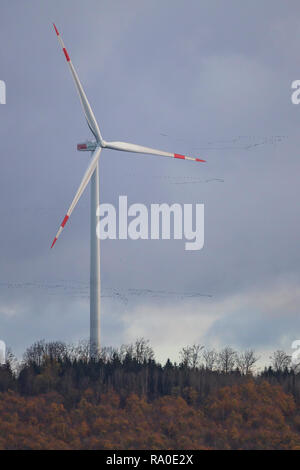 Gru comune (grus grus) grande gregge volando sopra la turbina eolica, Hesse, Germania Foto Stock