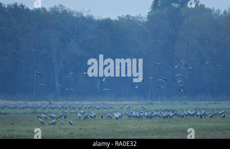 Gru comune (grus grus) sono ' appollaiati luogo durante la migrazione autunnale, Linum, Brandeburgo, Germania Foto Stock