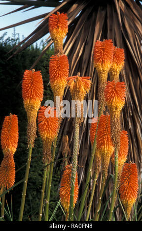 RED HOT POKERS o torcia gigli (KNIPHOFIA LINEARFOLIA) Foto Stock