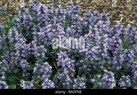 AJUGA GENEVENSIS, COMUNEMENTE CONOSCIUTO COME BUGLE BLU, BUGLE ERETO, BUGLE DI GENEVA O BUGLE BLU. AUSTRALIA. Foto Stock