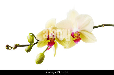 Ramo della fioritura di orchidee colore giallo isolato su uno sfondo bianco di close-up. Vista frontale dei fiori Foto Stock