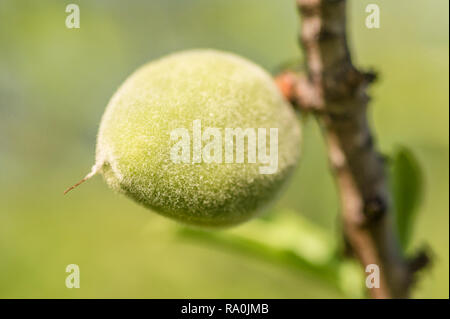 Mandorle verdi sul ramoscello Foto Stock