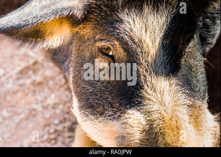 Close-up di nero suino iberico Foto Stock