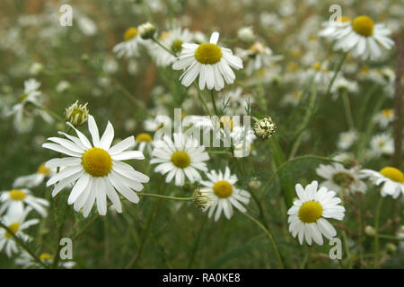 Anthemis arvense (mais camomilla) Foto Stock