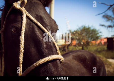 Approccio della testa di un cavallo nero legato con corde. Animale domestico Foto Stock