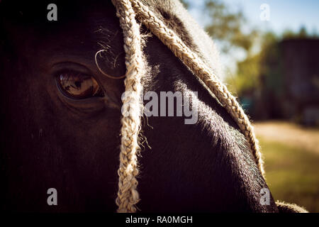 Approccio della testa di un cavallo nero legato con corde. Animale domestico Foto Stock