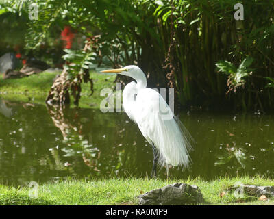 Airone bianco maggiore Ardea alba egretta nella Repubblica della Dominica. Foto: Tony Gale Foto Stock