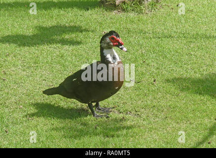 Anatra muta Cairina moschata nella Repubblica Dominicana. Foto: Tony Gal Foto Stock