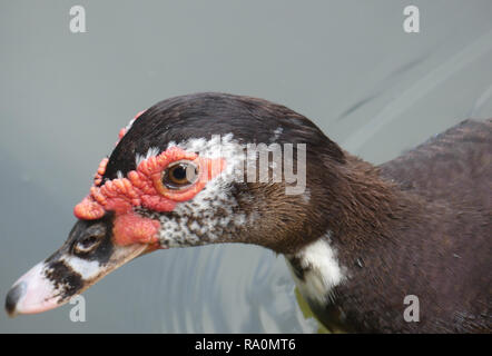 Anatra muta Cairina moschata nella Repubblica Dominicana. Foto: Tony Gal Foto Stock