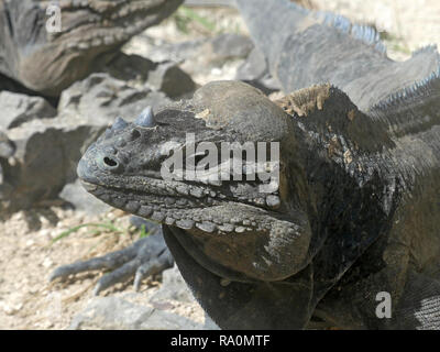 RHINOCEROS IGUANA Cyclura cornuta nella Repubblica Dominicana. Foto: Tony Gale Foto Stock