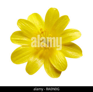 Primo piano di un giallo lesser celandine fiore isolato su sfondo bianco Foto Stock