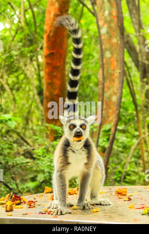 Madagascar Ringtail Lemur con frutta in bocca. Lemur catta specie mangiare frutta nella foresta. colpo verticale. Foto Stock