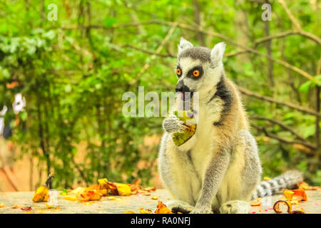 Madagascar Ringtail Lemur, Lemur catta specie mangiare frutta su sfondo di foresta. Foto Stock