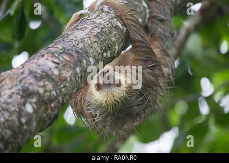 Un selvaggio due dita bradipo in Costa Rica. Foto Stock