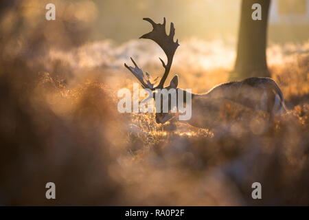 Un daino buck al tramonto a Richmond Park, Londra. Foto Stock