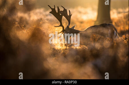 Un daino buck al tramonto a Richmond Park, Londra. Foto Stock