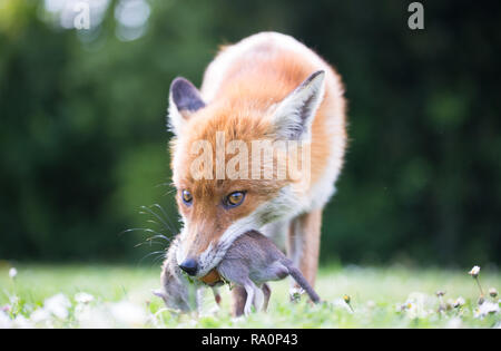 Una volpe rossa nella zona sud-ovest di Londra con un appena catturati rat. Foto Stock
