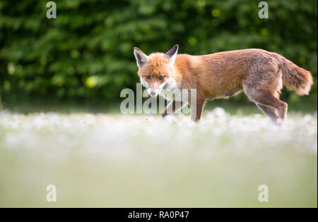 Una volpe rossa nella zona sud-ovest di Londra. Foto Stock