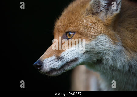 Una volpe rossa verticale con uno sfondo nero a Londra. Foto Stock