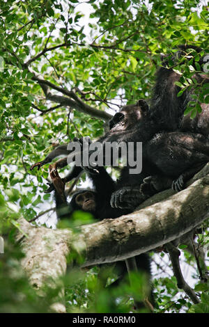 Scimpanzé orientale (Pan troglodytes schweinfurthii) alimentazione su ucciso Colobus Monkey, flusso di Gombe. Parco Nazionale, Tanzania Foto Stock