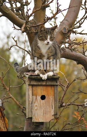 Gatto di casa seduti sul tetto di nidificazione di uccelli casella, Brandeburgo, Germania Foto Stock