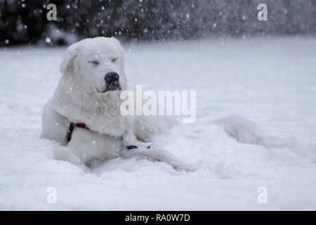 Dieci mesi grande Pirenei mix nella neve. Foto Stock