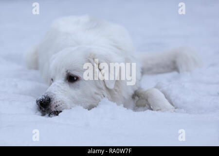 Dieci mesi grande Pirenei mix nella neve. Foto Stock