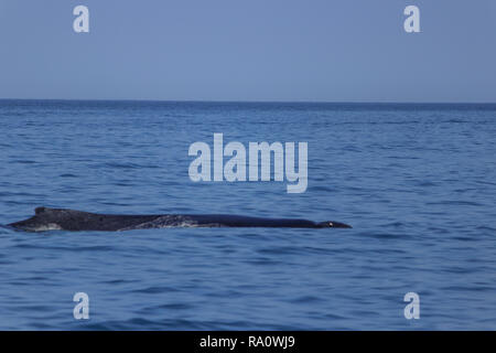 Pinna di un Humpback Whale in Perù Foto Stock