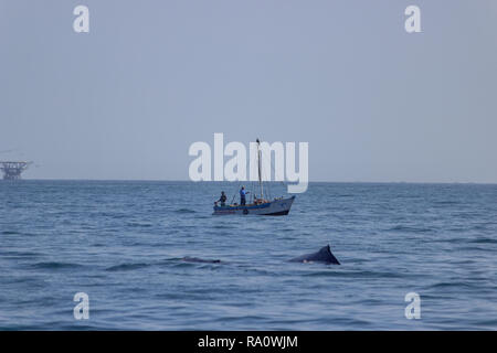 Pinna di un Humpback Whale in Perù Foto Stock