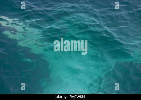 Pinna di un Humpback Whale in Perù Foto Stock