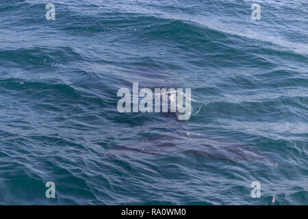 Pinna di un Humpback Whale in Perù Foto Stock